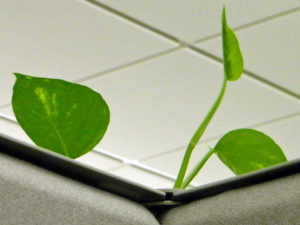 plante verte dans un cubicle