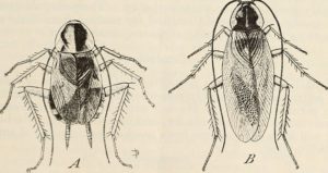 - Image from page 6 of "Cockroaches and their control" (1937) Internet Archive book image