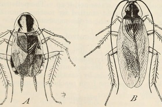 - Image from page 6 of "Cockroaches and their control" (1937) Internet Archive book image